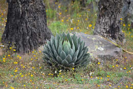 Image of Agave horrida Lem. ex Jacobi