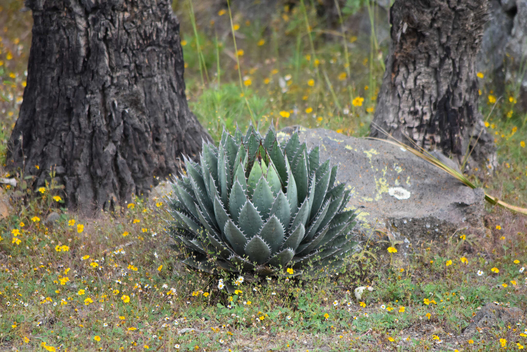 Agave horrida Lem. ex Jacobi resmi