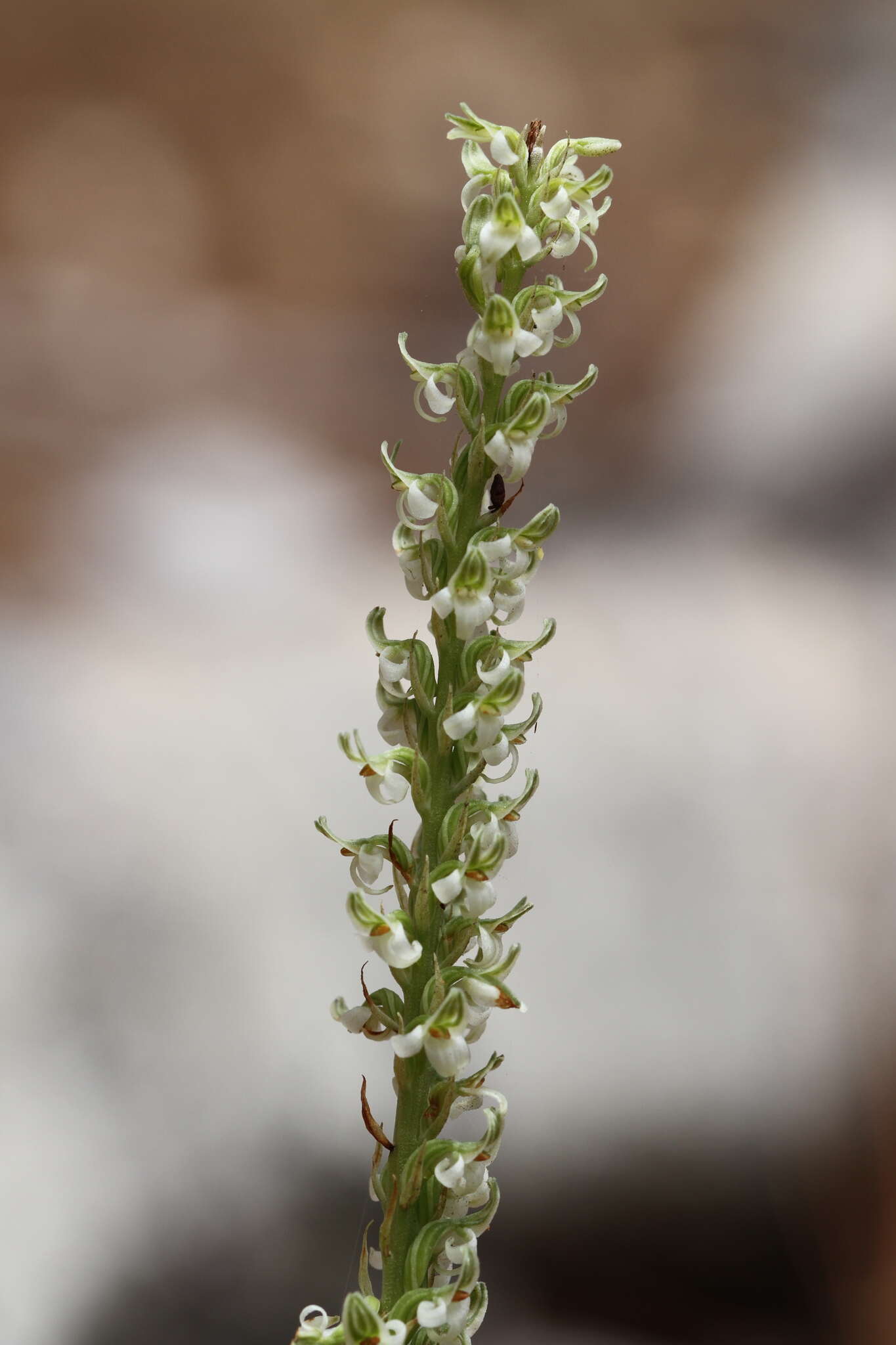 Platanthera yadonii (Rand. Morgan & Ackerman) R. M. Bateman resmi