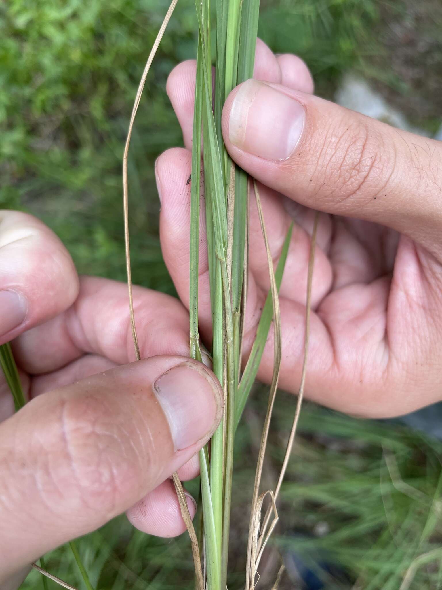 Image of Chapman's bristlegrass