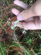 Image of Small-Flower Thoroughwort