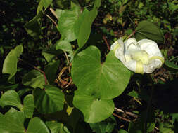 Image of Moonflower or moon vine