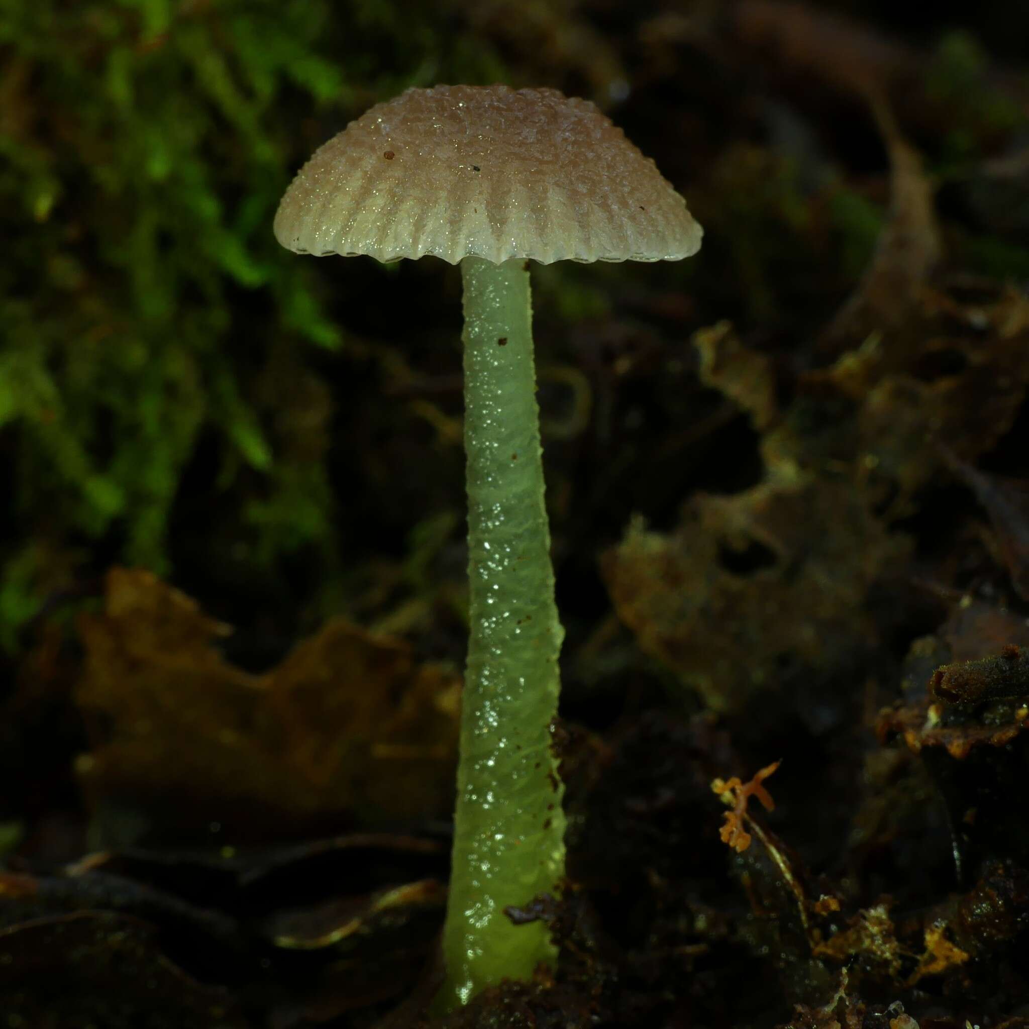 Image de Gliophorus lilacipes E. Horak 1973