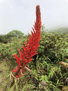 Image of Pitcairnia spicata (Lam.) Mez