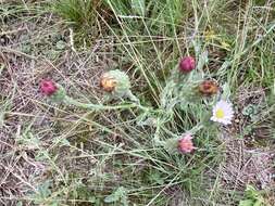 Imagem de Noticastrum gnaphalioides (Baker) Cuatrec.