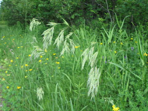 Image of arctic brome