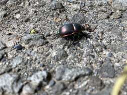 Слика од Phelotrupes (Eogeotrupes) laevistriatus (Motschulsky 1857)