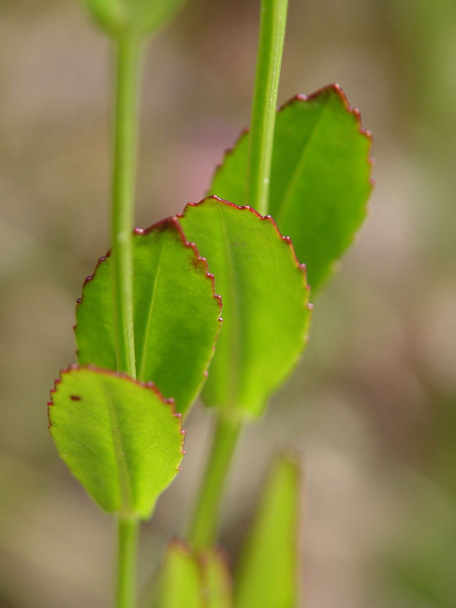 Image of Long-Sepal False Dragonhead