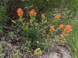 Image of frosted Indian paintbrush