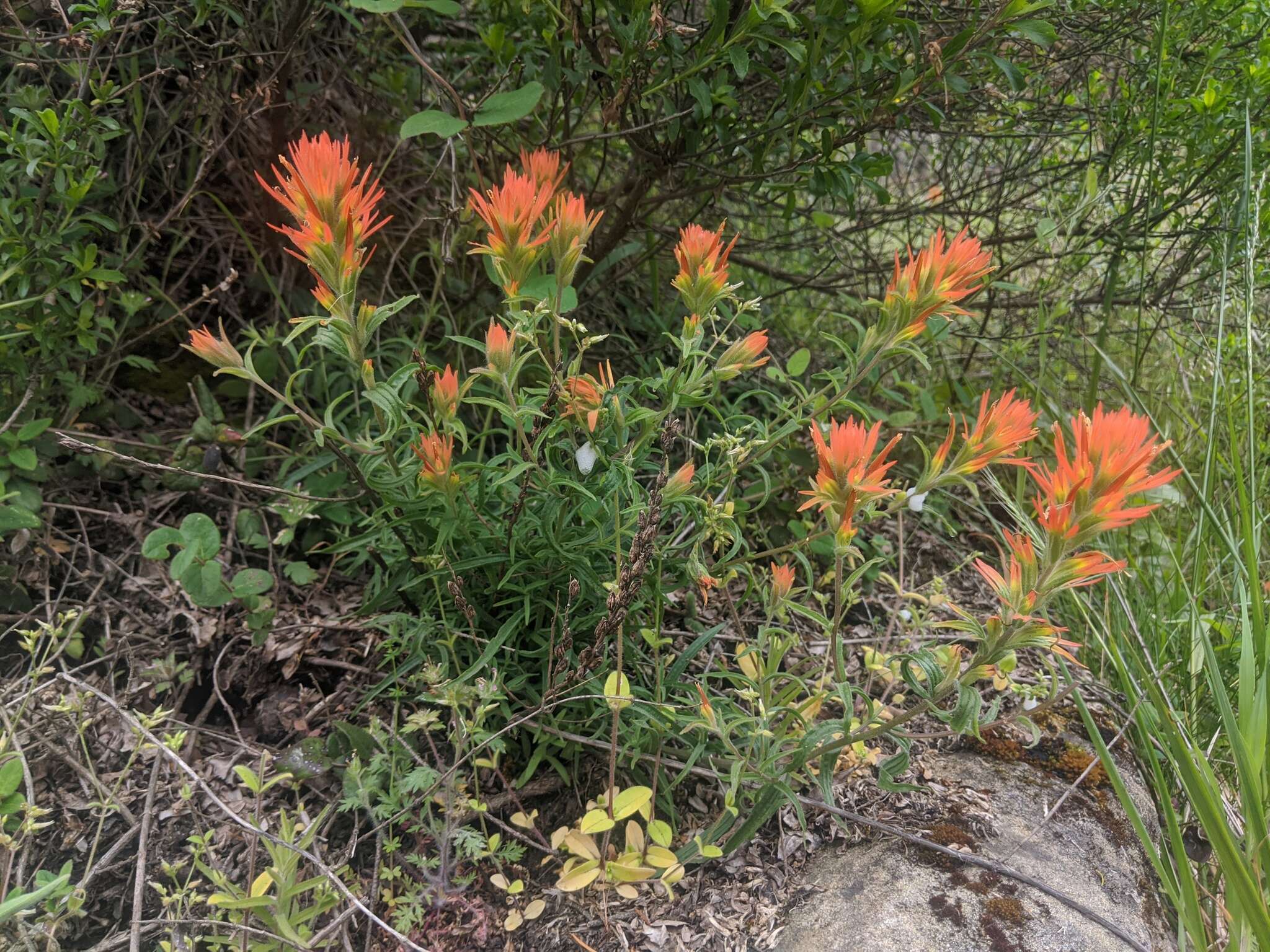 Слика од Castilleja pruinosa Fern.