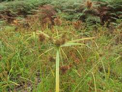 Image of clustered flatsedge