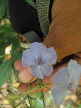 Image de Eranthemum capense L.