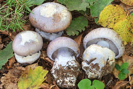 Image of Cortinarius moenne-loccozii Bidaud 1993