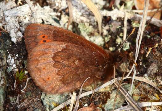 Image of Erebia dabanensis Erschoff 1871