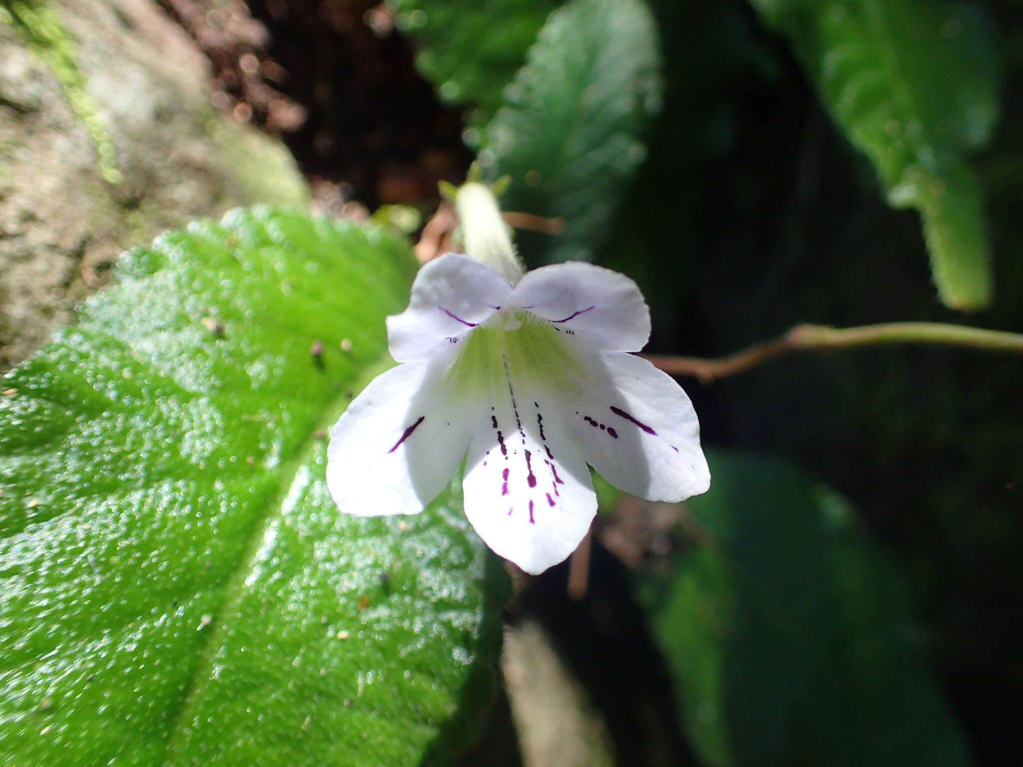 Sivun Streptocarpus gardenii Hook. kuva