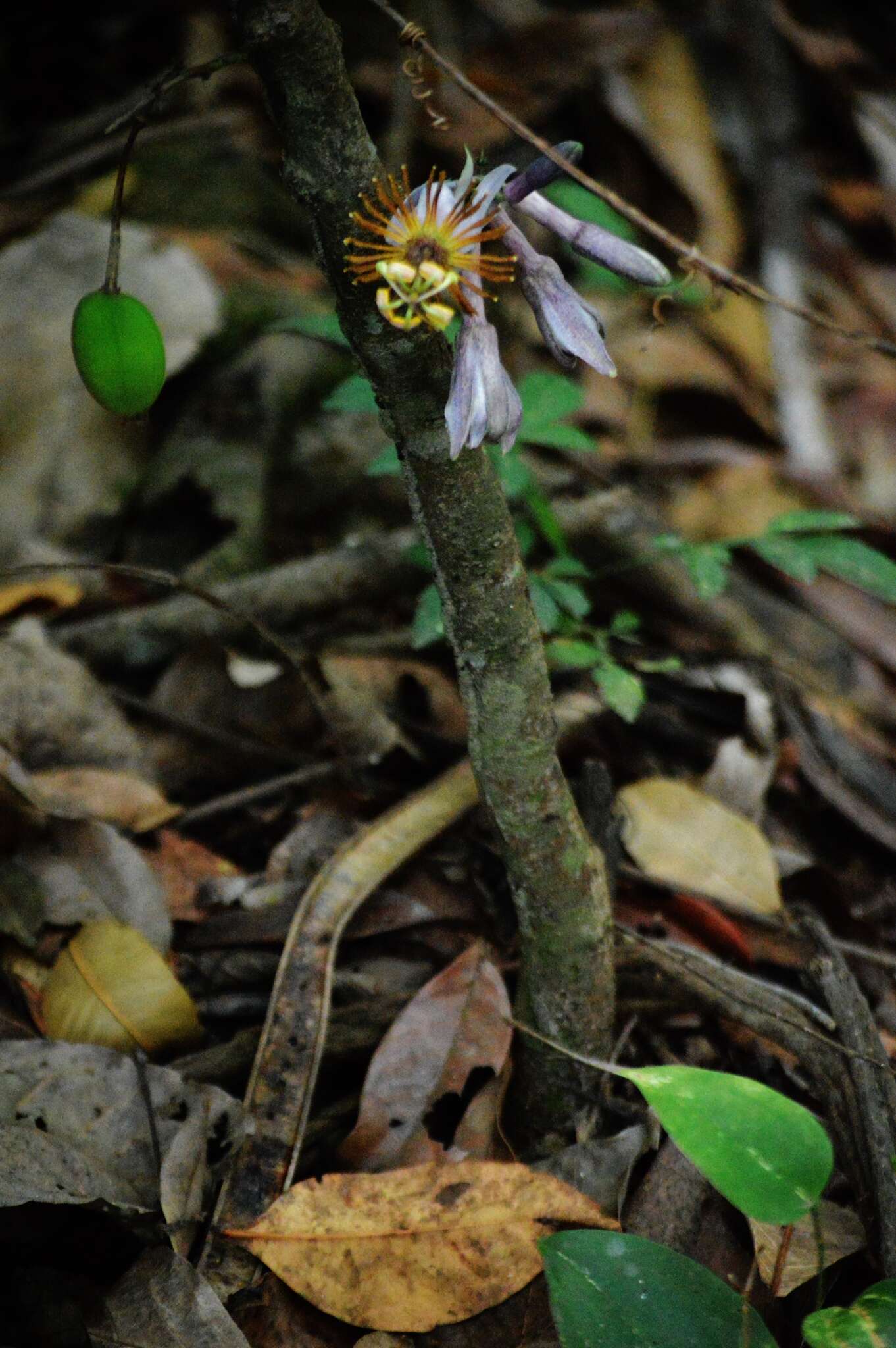 Passiflora cerradensis Sacco的圖片