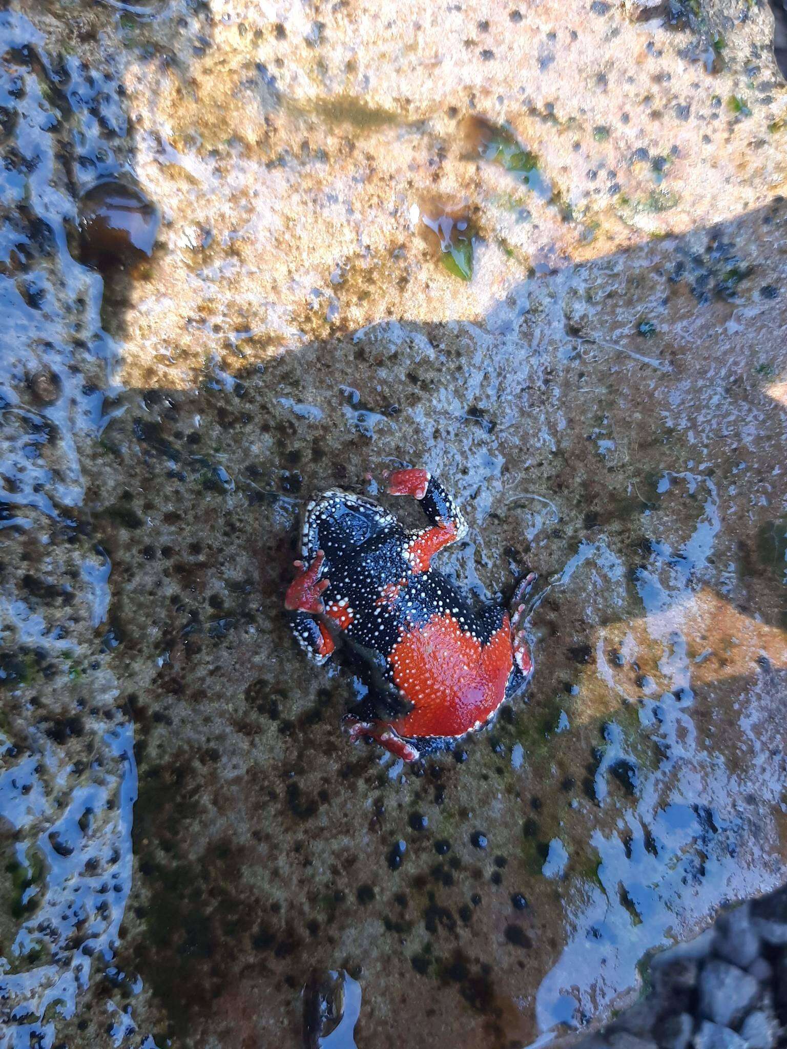 Image of Rivera Redbelly Toad