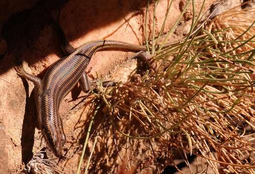 Imagem de Trachylepis sulcata sulcata (Peters 1867)