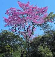 Imagem de Handroanthus heptaphyllus (Mart.) Mattos