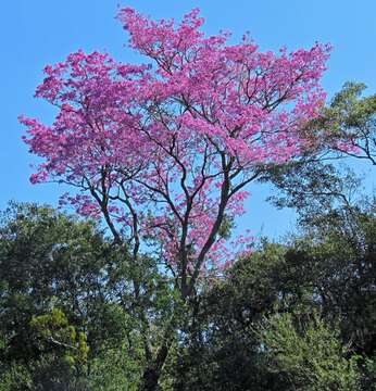 صورة Handroanthus heptaphyllus (Mart.) Mattos