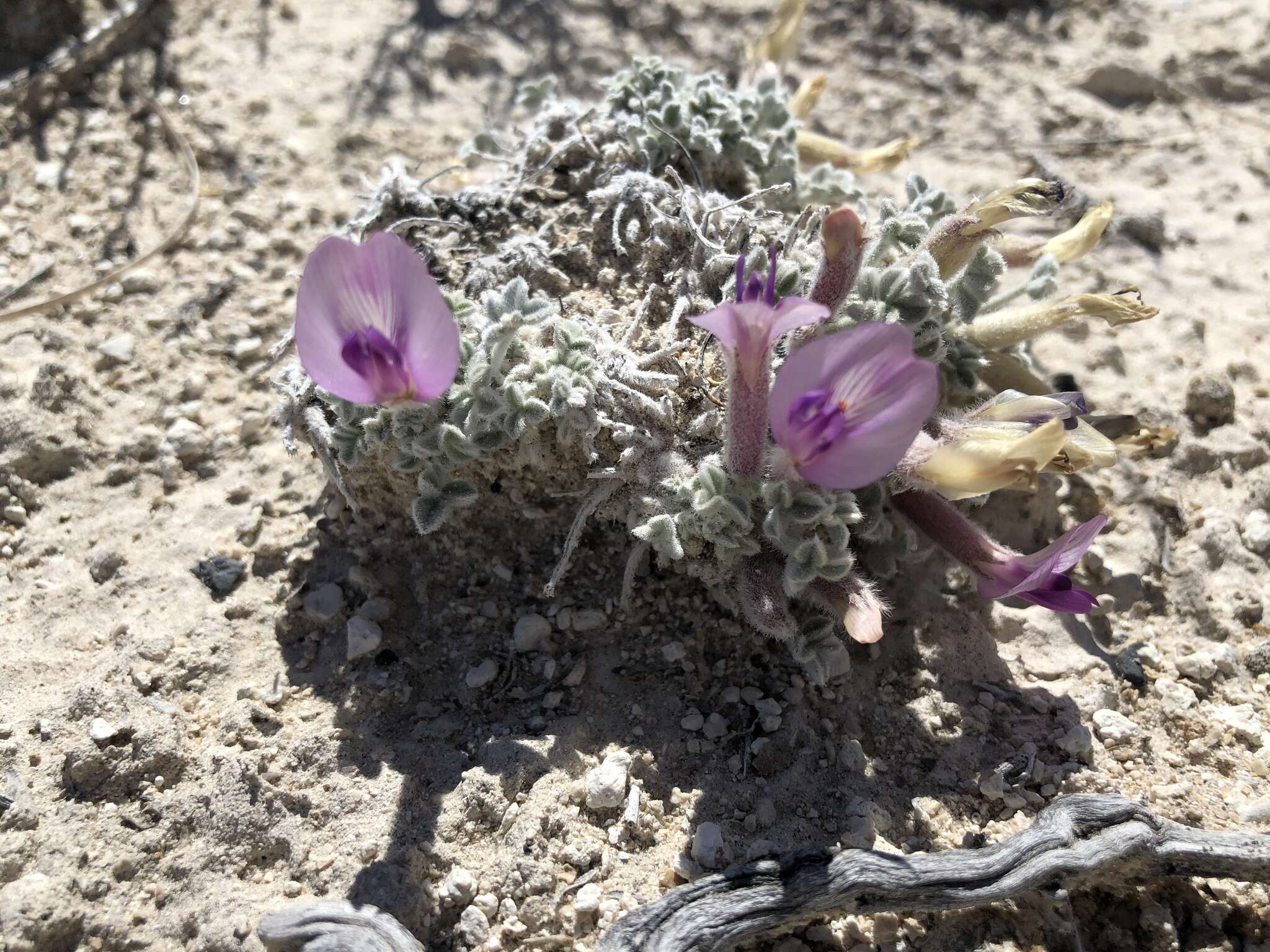 Image of Ash Meadows milkvetch