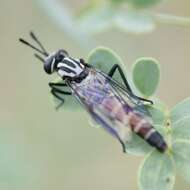 Image of Pseudonomoneura californica (Hardy 1950)