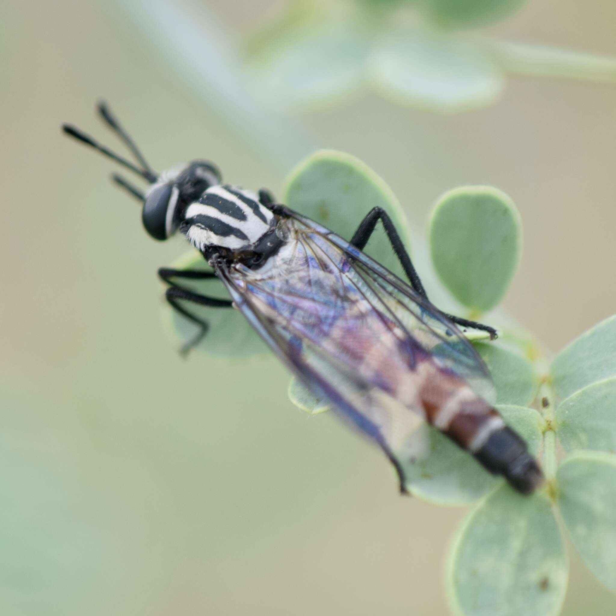 Image of Pseudonomoneura californica (Hardy 1950)