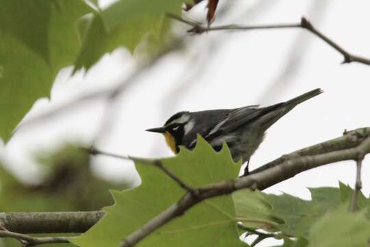 Image of Setophaga dominica dominica (Linnaeus 1766)