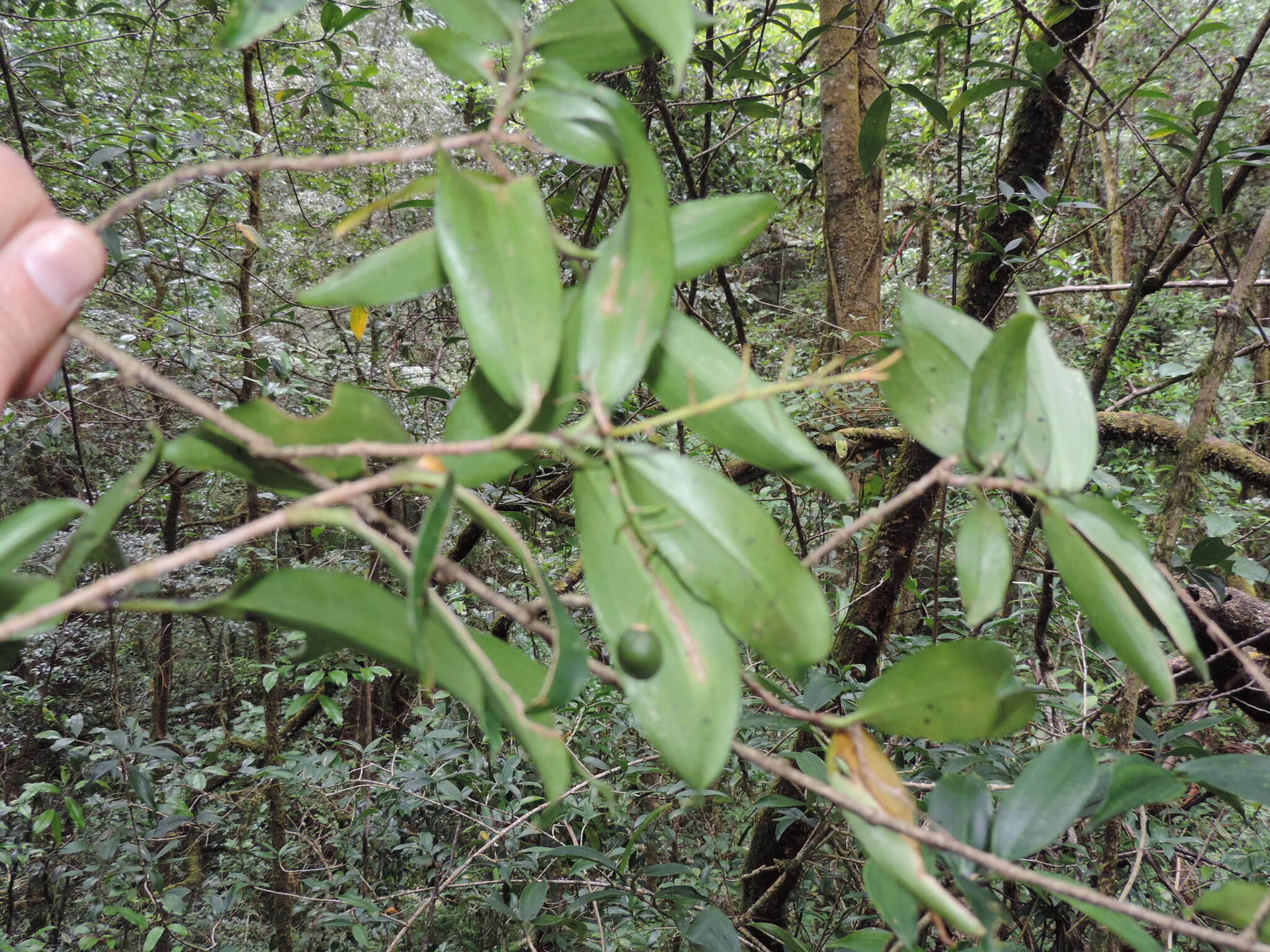 Image of Dracaena laxissima Engl.