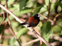 Image de Spermestes bicolor (Fraser 1843)