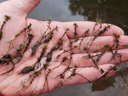 Image of water pygmyweed