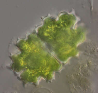 Image of Euastrum evolutum (Nordstedt) West & G. S. West