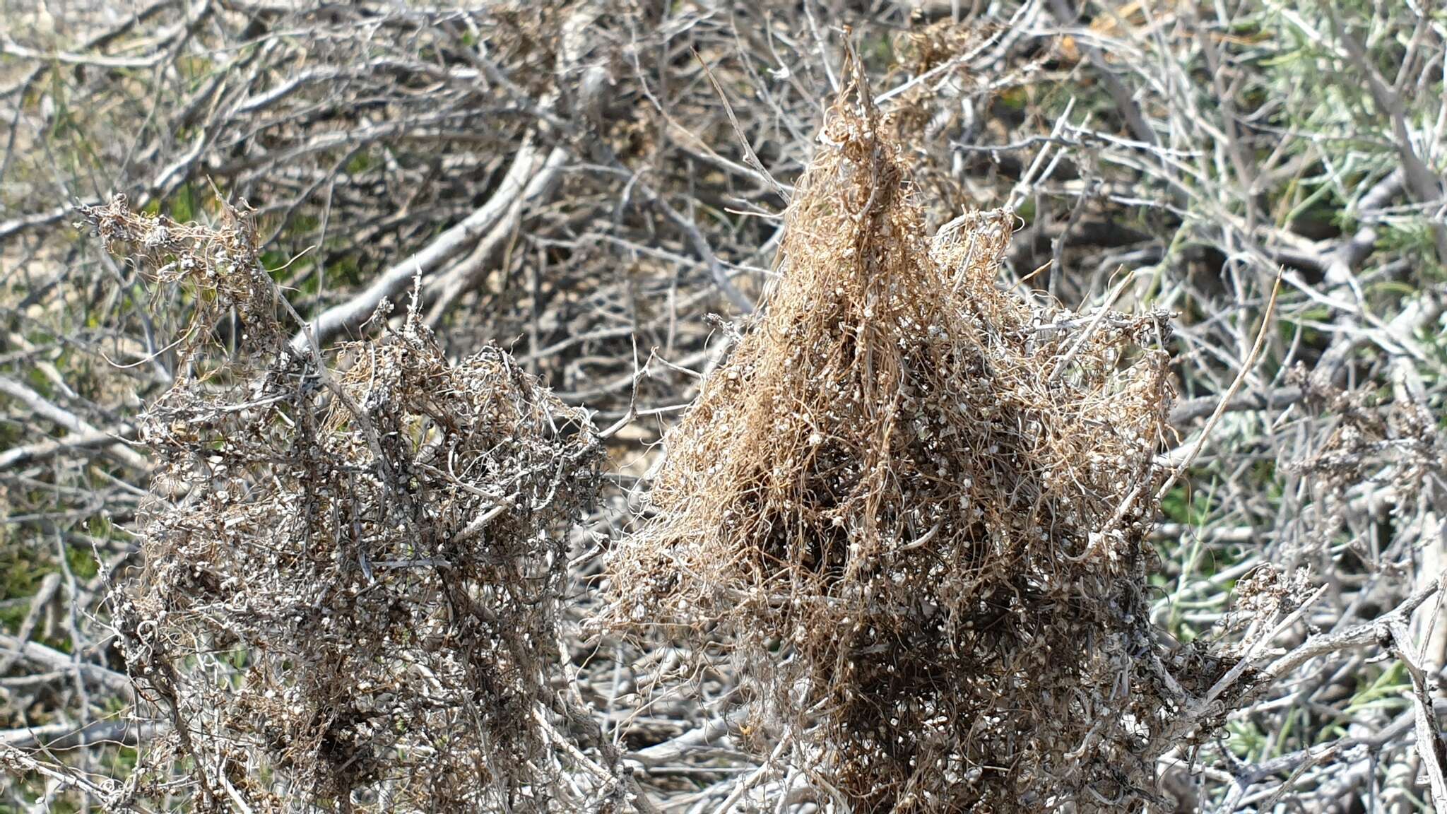 Image of <i>Cuscuta psorothamnensis</i>