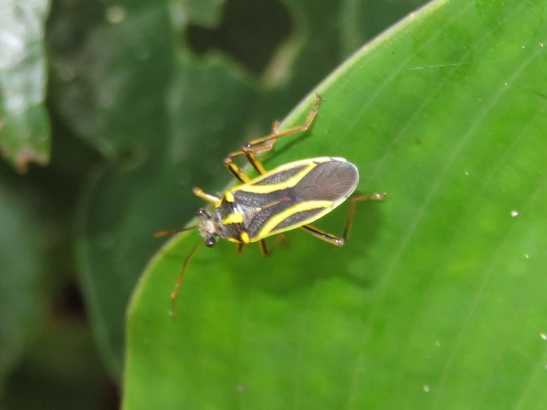 Imagem de Acinocoris includens Walker 1873