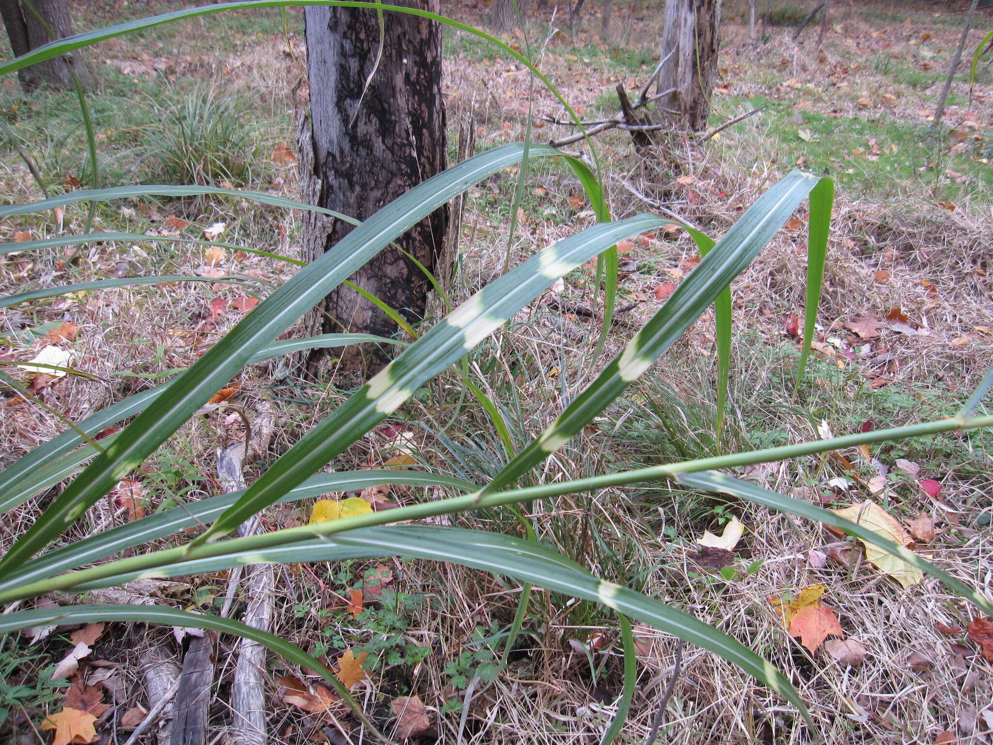 Image of Chinese silvergrass