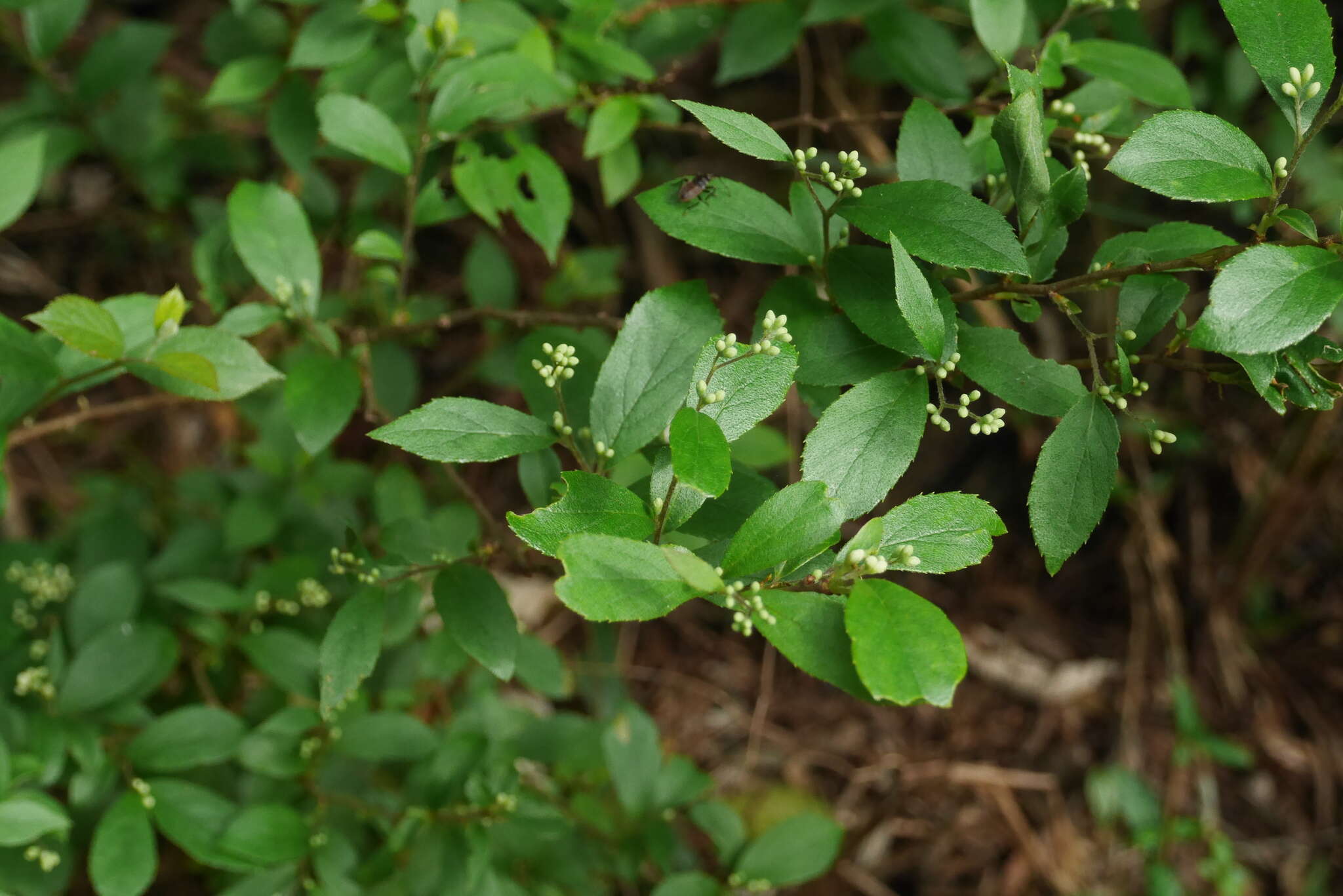 Plancia ëd Symplocos paniculata (Thunb. ex Murray) Miq.