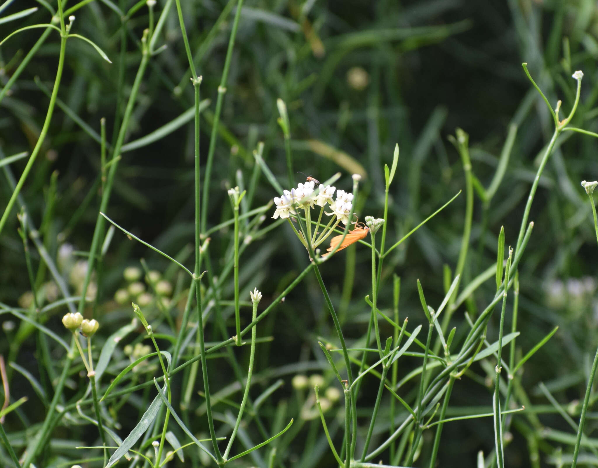 Image of Funastrum gracile (Decne.) Schltr.