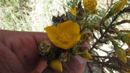 Image of Hypericum goyanesii Cuatrec.