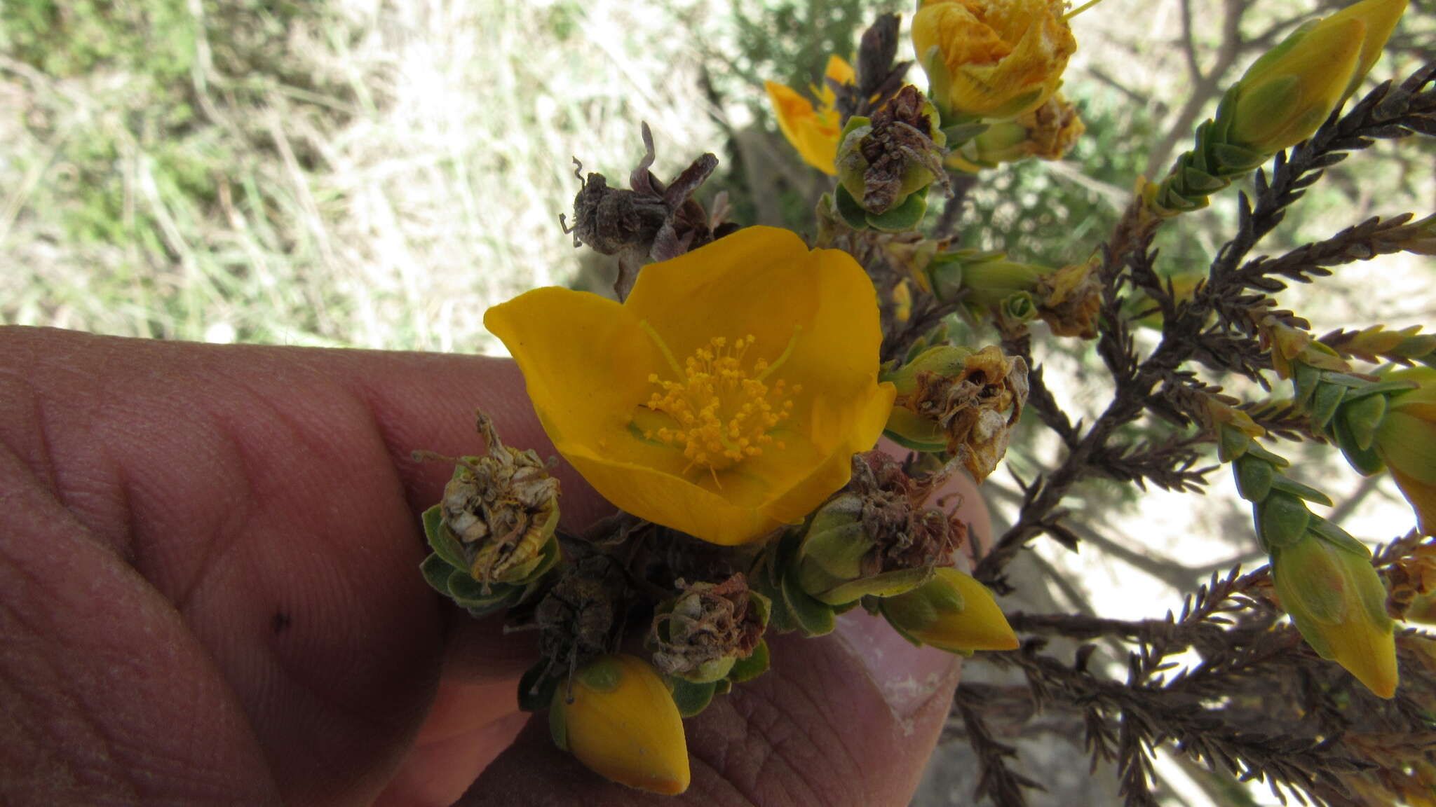 Image of Hypericum goyanesii Cuatrec.