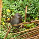 Image of Bogota Rail