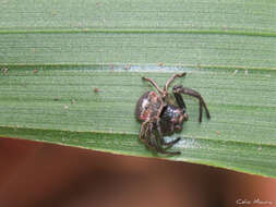 Image of Strophius albofasciatus Mello-Leitão 1929