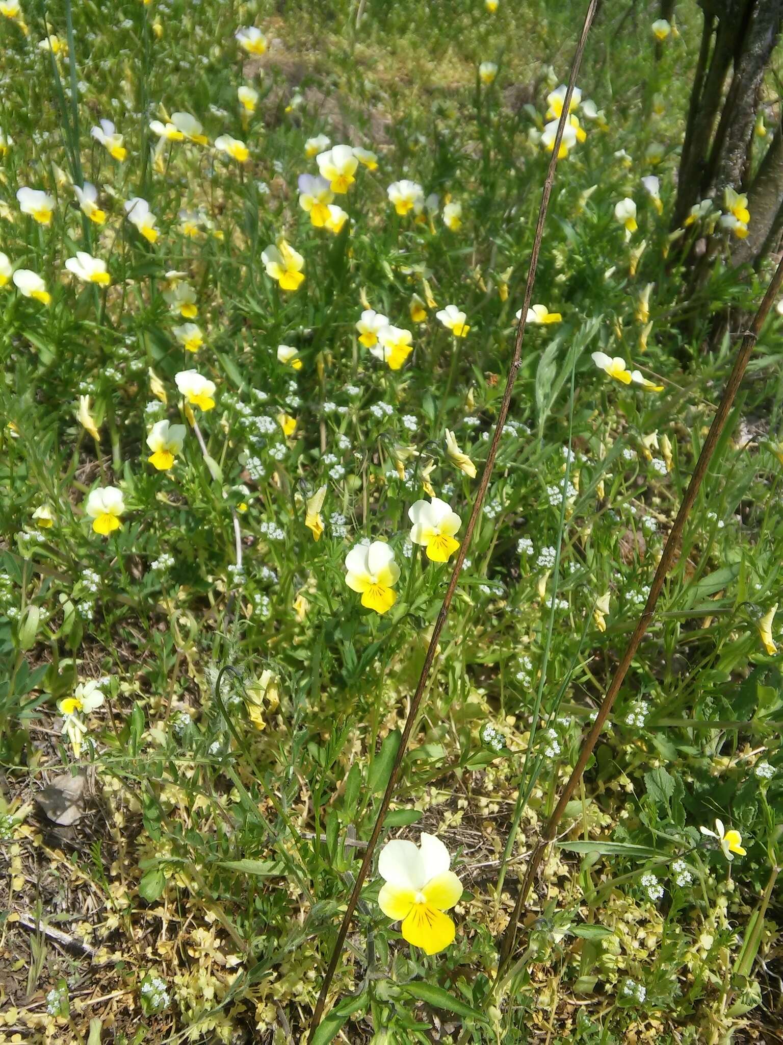 Слика од Viola hymettia Boiss. & Heldr.
