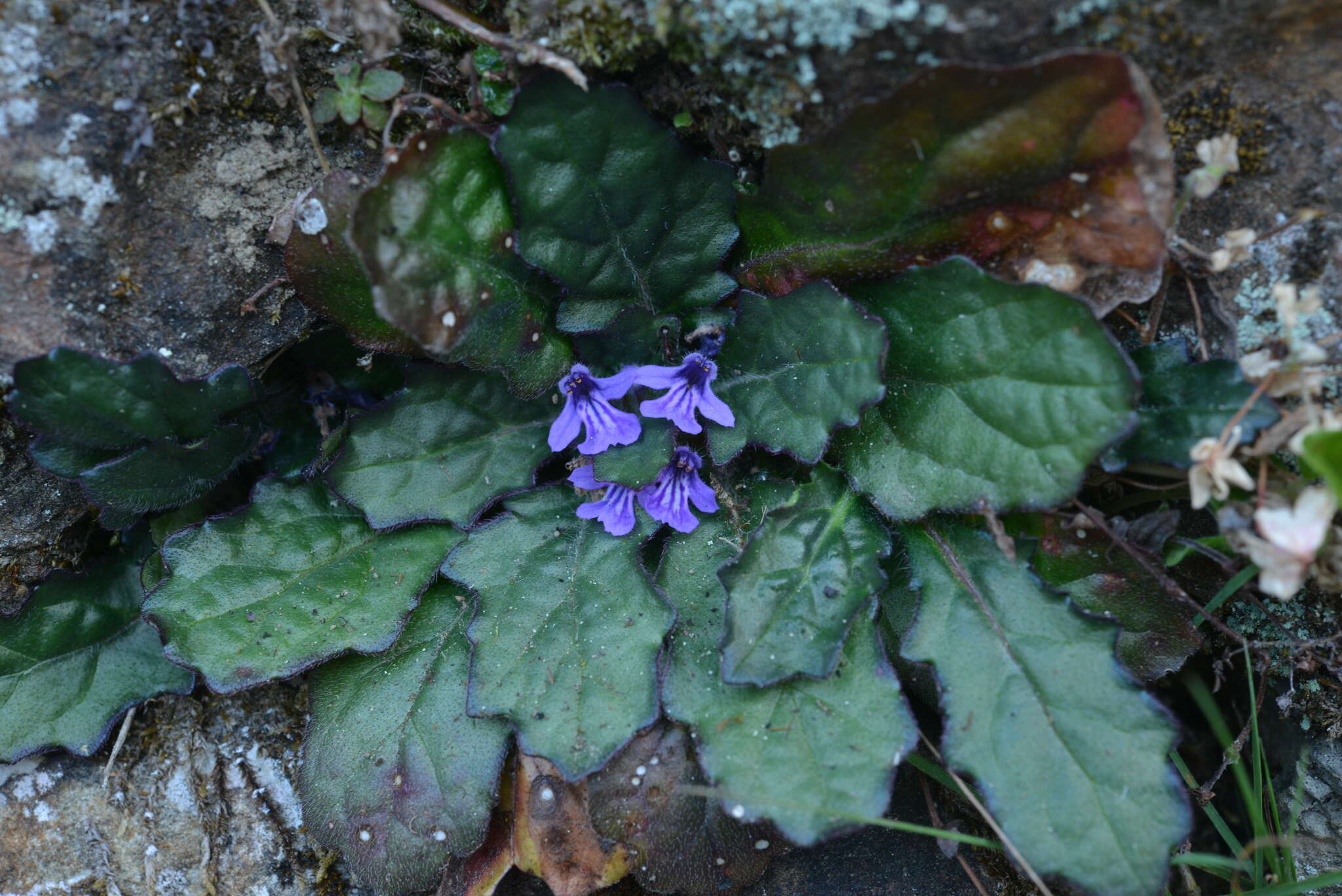 Image of Ajuga decumbens Thunb.