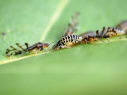 Image of Aphid