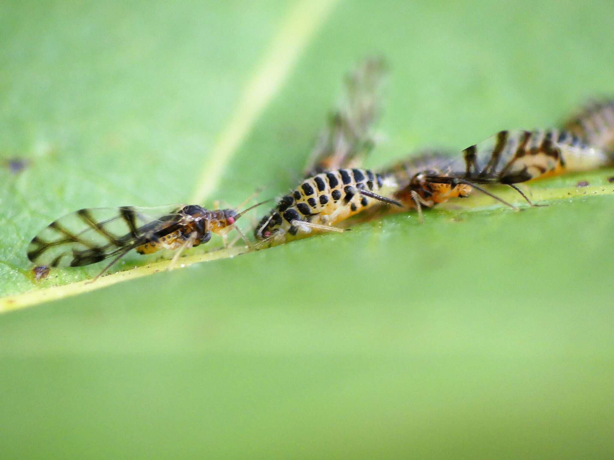 Image of Aphid