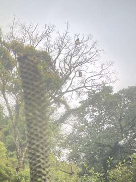 Image of Grizzled Leaf Monkey