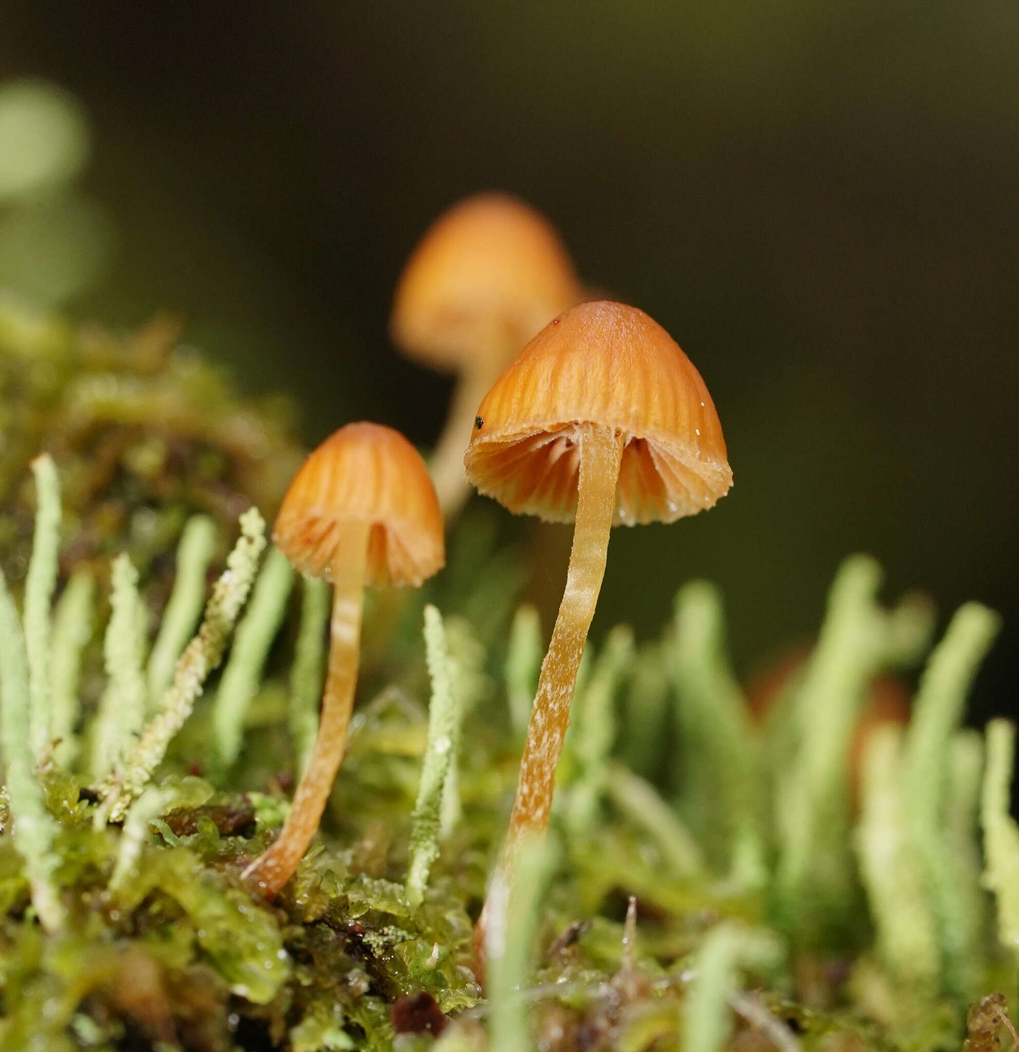 Image of Galerina hypnorum (Schrank) Kühner 1935