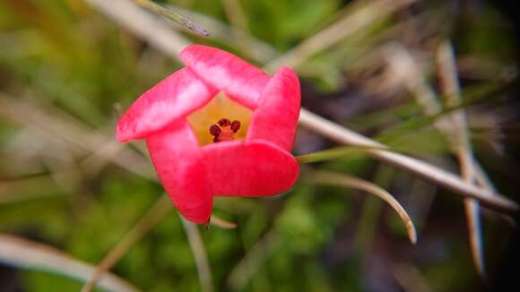 Image of Gentianella rupicola (Kunth) Holub