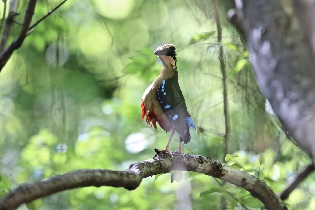 Image of African Pitta