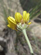 Image of Anthemis marschalliana Willd.